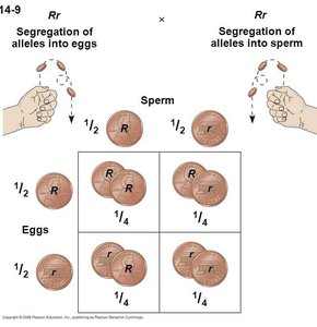 Coin toss analogy for allele segregation