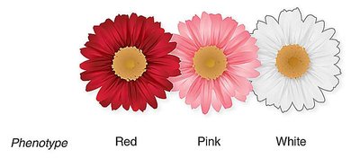 Phenotypes of red, pink, and white flowers