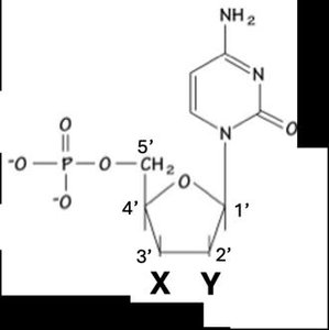 Nucleotide structure with labeled X and Y