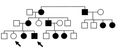 Pedigree with arrows pointing to grandchildren