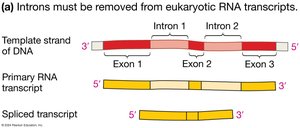 Diagram showing removal of introns and joining of exons during splicing