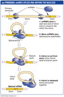 snRNPs and spliceosome mechanism