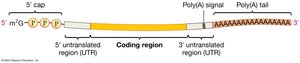 Structure of a mature eukaryotic mRNA with 5' cap and 3' poly-A tail