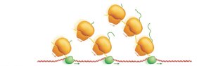 Diagram of polyribosomes translating mRNA