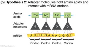 Adapter hypothesis: tRNAs link amino acids to mRNA codons