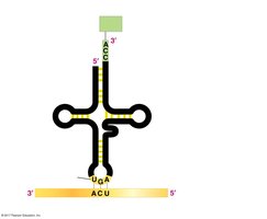 tRNA structure showing amino acid attachment site and anticodon