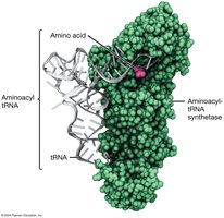 Aminoacyl-tRNA synthetase attaching amino acid to tRNA