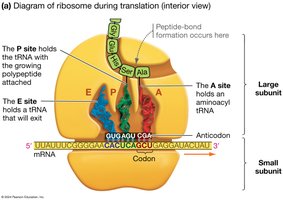 Diagram of ribosome showing A, P, and E sites