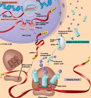 Overview of gene expression: transcription, RNA processing, and translation in a eukaryotic cell