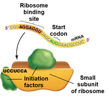 Translation initiation: ribosome assembly at start codon