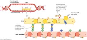 Diagram showing the synthesis of RNA from a DNA template