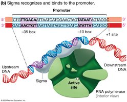 Sigma factor binding to the promoter region of DNA
