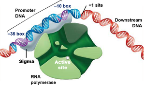 RNA polymerase binding to promoter DNA