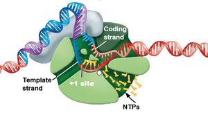 DNA unwinding at the +1 site