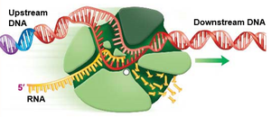 RNA synthesis initiation