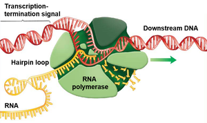 Hairpin loop formation during transcription termination