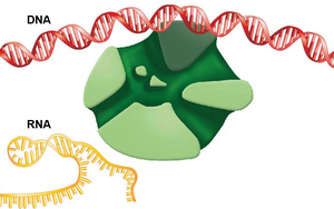 Release of RNA transcript after termination