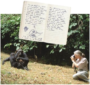 Jane Goodall collecting qualitative data on chimpanzee behavior