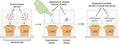 Experimental Design: Example of bean seed experiment