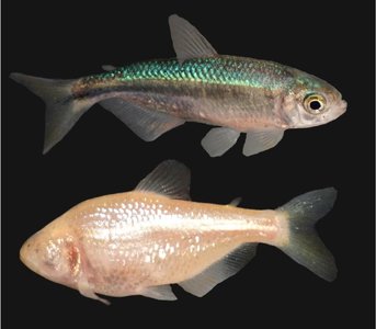 Comparison of surface and cave fish