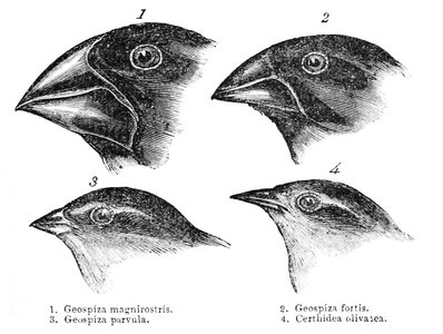 Darwin's finch beak variation