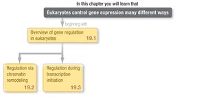 Overview of gene regulation in eukaryotes