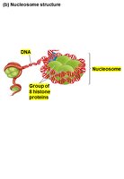 Nucleosome structure