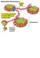 Nucleosome structure with linker DNA and H1 protein