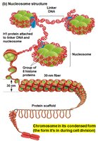 Condensed chromatin during cell division