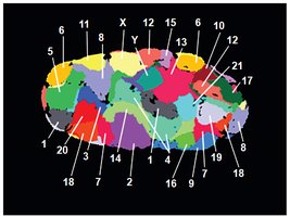 Chromosome territories in the nucleus