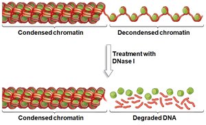 DNase sensitivity of β-globin and ovalbumin genes