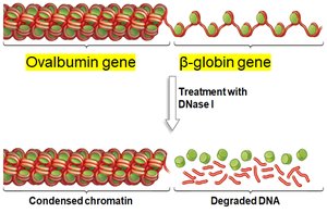 DNase sensitivity experiment results