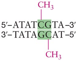 DNA methylation