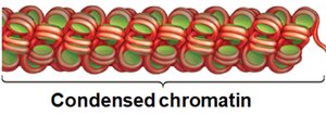 Condensed chromatin