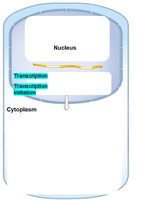 Transcriptional control in the nucleus