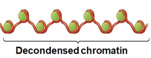Decondensed chromatin