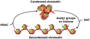 Histone acetylation and deacetylation
