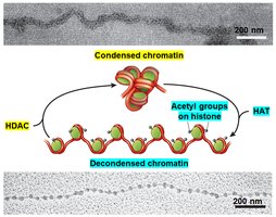 Histone acetylation and chromatin structure