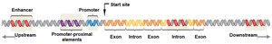 DNA regulatory sequences