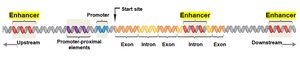 Enhancers in gene regulation