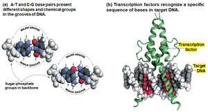 Transcription factors and DNA binding