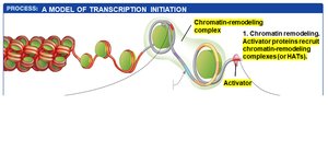 Step 1: Chromatin remodeling and activator binding