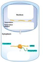 Translational control in the cytoplasm