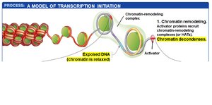 Step 2: Chromatin decondensation and DNA exposure