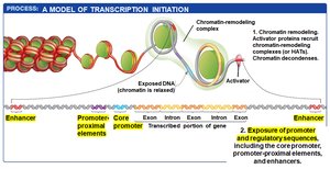 Step 3: Exposure of promoter and regulatory sequences