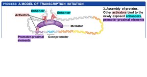 Step 4: Assembly of activators and mediator