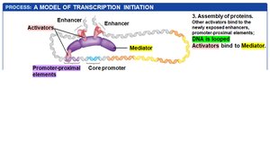 Step 5: DNA looping and mediator binding