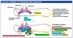 Step 6: General transcription factors and RNA polymerase II assembly