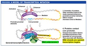 Step 7: Transcription begins