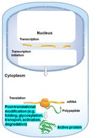 Post-translational control leading to active protein